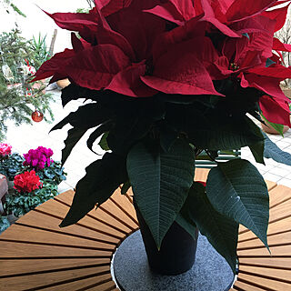 お花が売れてる/良いのが買えて満足/ガーデンテーブル/クリスマスの花/シクラメン...などのインテリア実例 - 2020-11-30 16:03:06