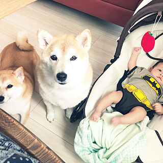 赤ちゃん/柴犬/柴犬♡/子供/リビングのインテリア実例 - 2020-06-26 20:10:55