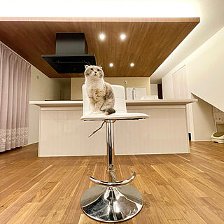 猫と暮らす/ねこのいる暮らし/アイランドキッチン/下り天井/リビングのインテリア実例 - 2022-02-11 19:44:07