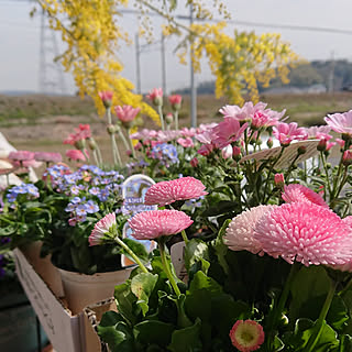 リビング/花のある暮らし/一人暮らし/賃貸インテリア/いつもいいねやコメありがとうございます♡...などのインテリア実例 - 2019-02-25 12:56:12