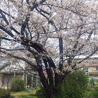 玄関/入り口/庭の花/庭/花見/桜...などのインテリア実例 - 2016-04-04 18:13:57