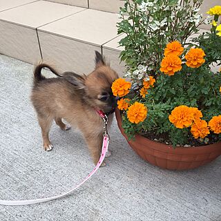 玄関/入り口/寄せ植え/ワンコ/愛犬チワワ♡/ペット...などのインテリア実例 - 2016-10-31 12:57:09