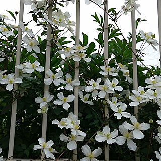 庭/花壇 手作り/クレマチス♡/白い花が好き/いいね！ありがとうございます♪...などのインテリア実例 - 2019-04-21 19:29:04