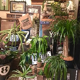 セリア/リプサリス中毒/観葉植物/植物パーク化した部屋/植物で楽しむインテリア...などのインテリア実例 - 2016-04-15 03:52:02