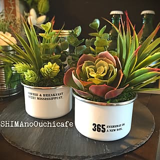 セリア ダイソー多肉植物の商品を使ったおしゃれなインテリア実例 Roomclip ルームクリップ