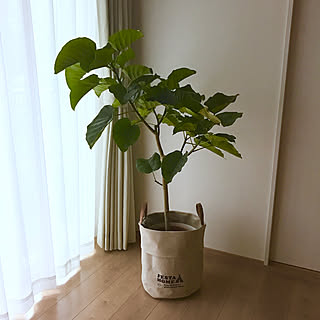 リビング/観葉植物増やしたい。/観葉植物初心者/ウンベラータ/リノベーション...などのインテリア実例 - 2018-07-11 05:44:05