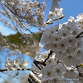 桜満開/青空/桜の花/さくら/SAKURA...などのインテリア実例 - 2022-04-06 23:02:34