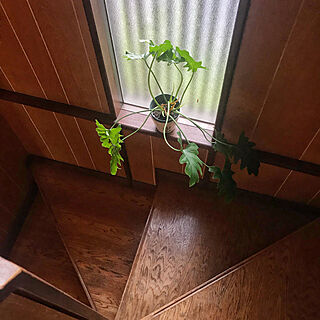 玄関/入り口/階段/ボタニカル/植物のある暮らし/植物と暮らす...などのインテリア実例 - 2018-09-09 20:33:06