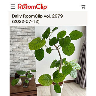 記録用/Daily RoomClip掲載/ウンベラータ/植物のある暮らし/シンボルツリー...などのインテリア実例 - 2022-07-13 00:01:36