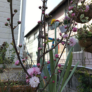 花に元気をもらう❁*./さくらこちゃん/花に名前つけちゃう←/花に名前つけちゃう/庭桜...などのインテリア実例 - 2020-03-22 10:01:04