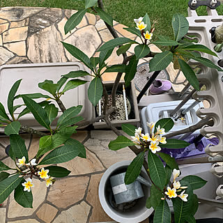 ハワイ好きな人と繋がりたい/植物好きな人と繋がりたい/いいね&フォロー嬉しいです(*´∀｀*)/お庭のある暮らし/ガーデニング...などのインテリア実例 - 2020-08-15 08:21:19