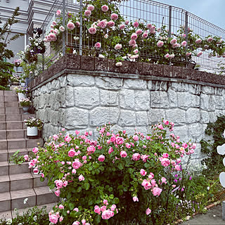 バラのある暮らし/お花のある暮らし/フレンチシャビーに憧れて/バラのある庭/庭...などのインテリア実例 - 2021-05-19 16:43:24