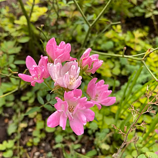 ミニ薔薇/ナチュラル/いつもいいねありがとうございます♡/植物のある暮らし/はなのある暮らし...などのインテリア実例 - 2021-09-28 07:37:39