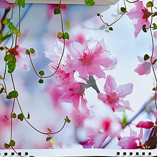 桃の花/３月のカレンダー/ガーデニング大好き/花と緑のある暮らし/いいねありがとうございます(*ᴗˬᴗ)...などのインテリア実例 - 2019-03-01 06:27:13