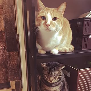 部屋全体/IKEAの棚/ねこのいる日常/フォロワーさんに感謝♥/カメラマークを消したくてのインテリア実例 - 2017-02-05 18:45:35