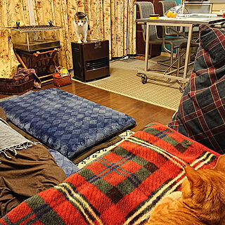 リビング/今日のおきょうさん/猫/猫のいるお部屋/お掃除、整理整頓は大事。のインテリア実例 - 2019-12-15 17:49:31