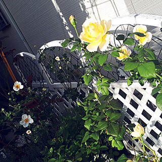 部屋全体/駐車場からお庭へ‥…/植物のある暮らし/私の癒し/薔薇のある暮らし...などのインテリア実例 - 2022-10-12 09:07:07