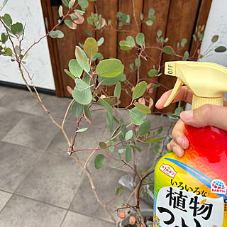 ユーカリポポラス/外構/いろいろな植物つよし/アースガーデン/害虫対策...などのインテリア実例 - 2023-06-07 05:12:08