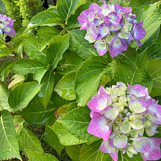 紫陽花/雨上がりの朝/あじさい/玄関/入り口のインテリア実例 - 2021-06-05 05:38:12