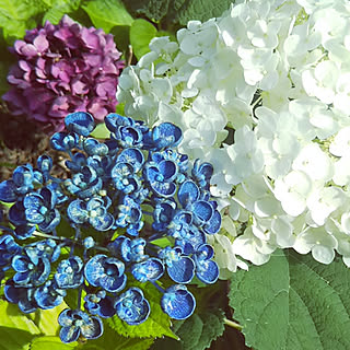 渦紫陽花 お多福紫陽花のインテリア実例 Roomclip ルームクリップ