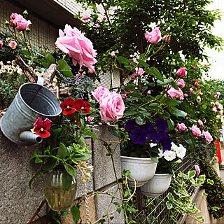 バラが好き/お花大好き♡/花のある生活/バラの庭/羽衣...などのインテリア実例 - 2019-05-12 14:51:33