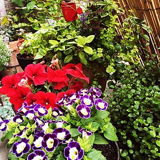 RC美魔女同盟★/gardening★のインテリア実例 - 2015-04-28 13:38:13