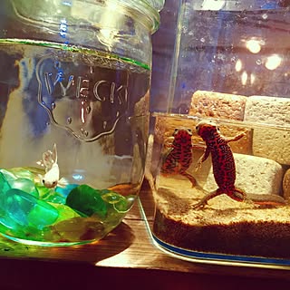 水槽 イモリのおしゃれなアレンジ 飾り方のインテリア実例 Roomclip ルームクリップ