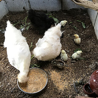 ベッド周り/インテリアじゃなくてごめんなさい/烏骨鶏/鶏小屋/白烏骨鶏...などのインテリア実例 - 2017-08-31 07:19:08