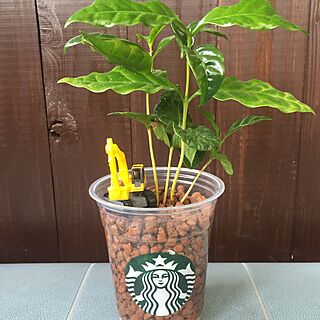 玄関/入り口/トミカ/スタバカップ/コーヒーの木/観葉植物のインテリア実例 - 2016-05-12 10:03:45