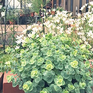 オレガノ オレガノロタンダフォーリアのインテリア実例 Roomclip ルームクリップ