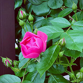 アンジェラ♡/お庭を楽しむ/庭/薔薇/小さな庭...などのインテリア実例 - 2022-04-29 17:36:39