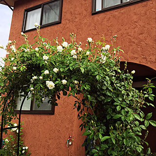 玄関/入り口/アイスバーグ/漆喰壁/薔薇/お庭...などのインテリア実例 - 2018-05-24 08:33:43