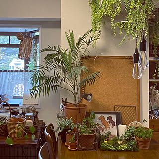 観葉植物大好き❤︎ 観葉植物のある暮らしのおすすめ商品とおしゃれな 