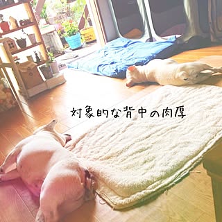 リビング/フレンチブルドック/愛犬/マット/ペットインテリアのインテリア実例 - 2014-07-17 09:40:32