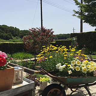 一輪車寄せ植え/庭を楽しむ/ジャンク/ガーデン雑貨/緑のある暮らし...などのインテリア実例 - 2021-05-23 22:55:58