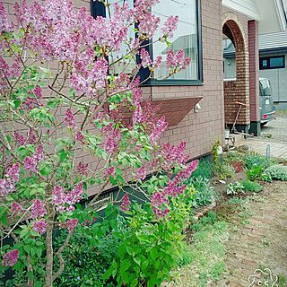 玄関/入り口/ライラック/花壇/植物/庭の花...などのインテリア実例 - 2017-05-25 11:59:16