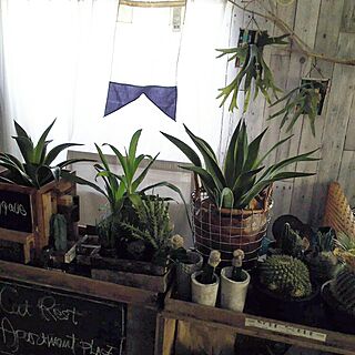 壁/天井/PUEBUCO/JUNK/NOGreenNOLife/【植中毒】...などのインテリア実例 - 2016-06-10 15:05:00