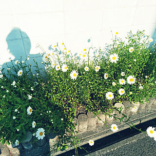 お花のある暮らし/ガーデニング/春が好き/癒し/ノースポールのインテリア実例 - 2022-05-03 17:26:58