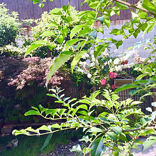 玄関/入り口/もみじだよ♡/シマトネリコの木♣︎/サルスベリの花❣️のインテリア実例 - 2018-07-25 08:55:19