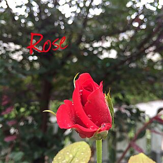 ベッド周り/真っ赤な薔薇/芝生の庭から草花木果の庭へ/庭バカ/ロマンティストでは無い！のインテリア実例 - 2016-09-26 12:14:51