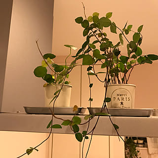 観葉植物/照明/100均/LED照明/ダイソー...などのインテリア実例 - 2020-10-30 09:09:04