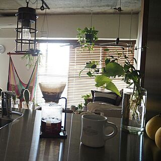 キッチン/indoor green/リノベーション/チェアハンモック/水耕栽培のインテリア実例 - 2015-09-15 07:31:03