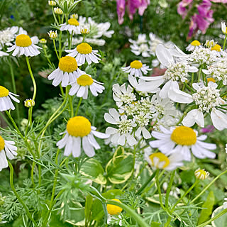 庭 ジャーマンカモミールのおしゃれなインテリアコーディネート レイアウトの実例 Roomclip ルームクリップ