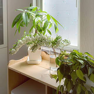 観葉植物/IkEA フラワーベース/庭で咲いた花/ナチュラルインテリア/ゆるく生きる...などのインテリア実例 - 2020-05-11 20:21:13