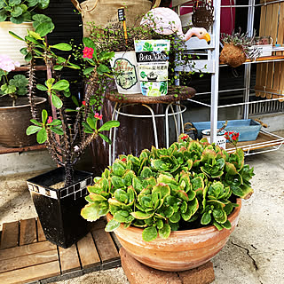 お付き合いありがとう♪/モニター投稿です♪/ニトリフラミンゴ/ガーデン雑貨/観葉植物...などのインテリア実例 - 2021-06-18 10:41:25