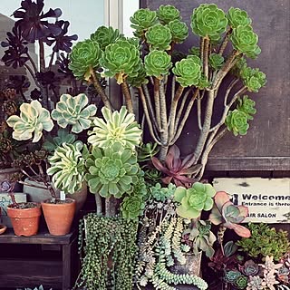 玄関/入り口/succulent/aeonium/gardening/junkgarden...などのインテリア実例 - 2015-12-09 12:16:29