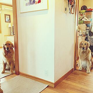 部屋全体/可愛い♡/犬と暮らす家/ゴールデンレトリーバー/犬小屋ですみません(￣◇￣;)...などのインテリア実例 - 2016-05-26 17:45:25