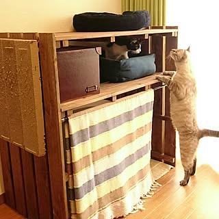 リビング/ねこと暮らす。/猫トイレ/DIY/ねこのインテリア実例 - 2016-10-11 00:14:24