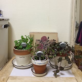 棚/観葉植物/ナチュラル/雑貨/一人暮らし...などのインテリア実例 - 2016-04-01 21:25:52