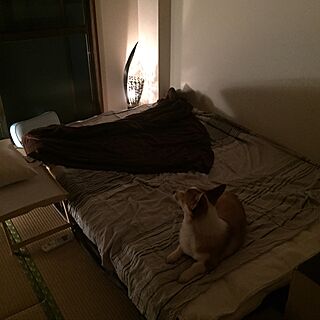 ベッド周り/犬のいる暮らし/照明/IKEA/一人暮らしのインテリア実例 - 2016-10-27 02:19:13